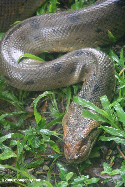 anaconda-colombia.jpg